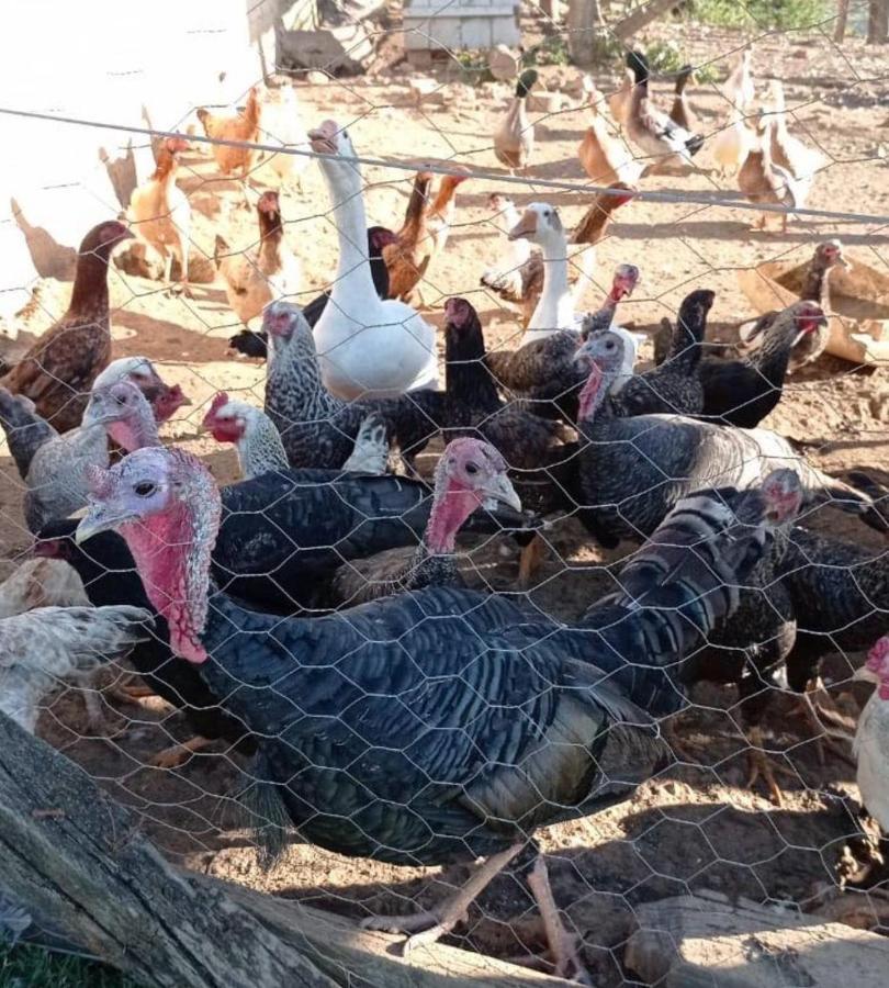 Sitio No Interior De Sp Para Curtir A Natureza Aguas da Prata Luaran gambar