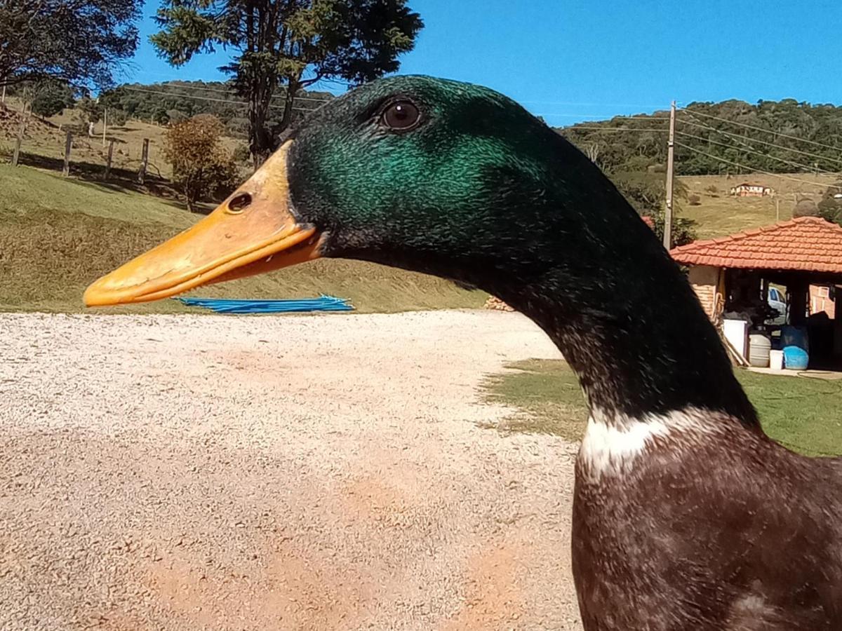 Sitio No Interior De Sp Para Curtir A Natureza Aguas da Prata Luaran gambar