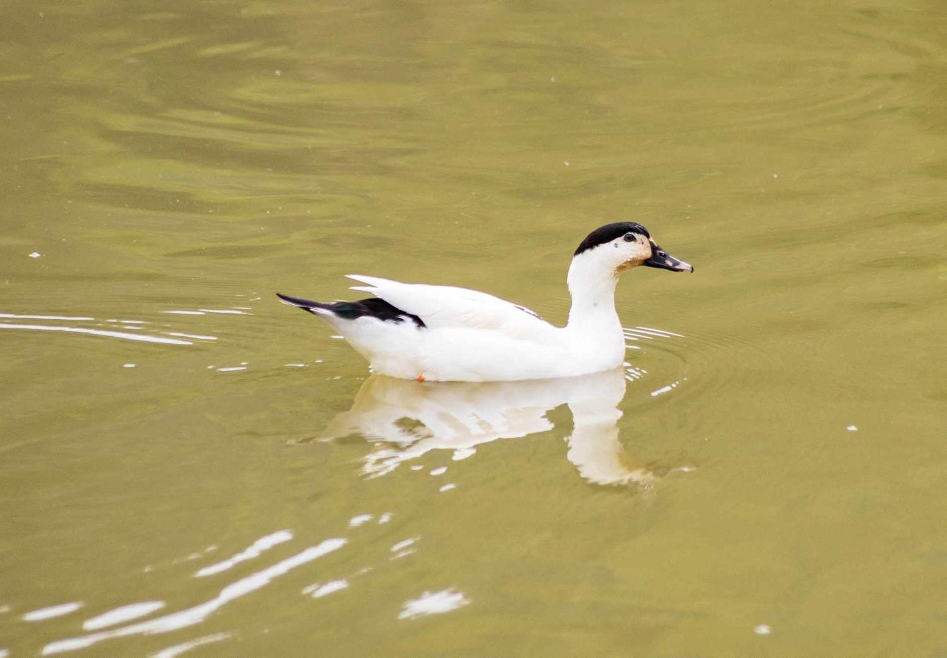 Sitio No Interior De Sp Para Curtir A Natureza Aguas da Prata Luaran gambar